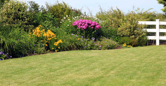 Gesunder Rasen mit Blumenbeet