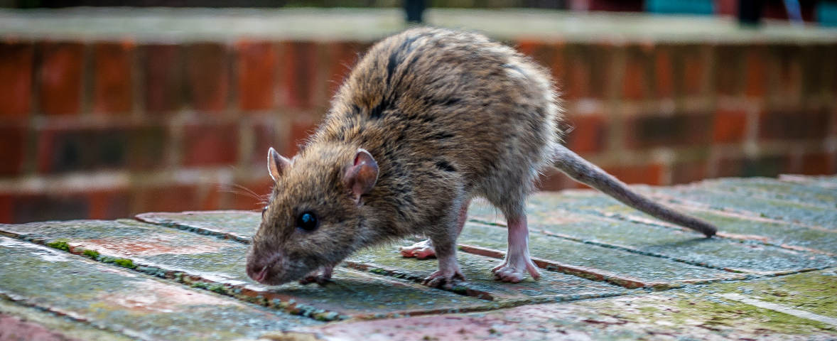 Ratten vertreiben, Neubefall verhindern