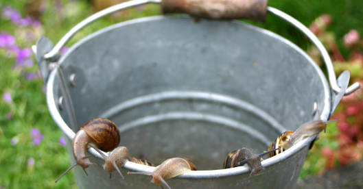 Schnecken im Eimer