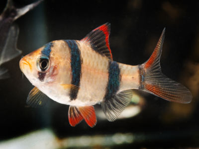 Ein Sumatrabarbe mit schwarz-orange gestreiftem Körper und roten Flossen schwimmt im Aquarium.