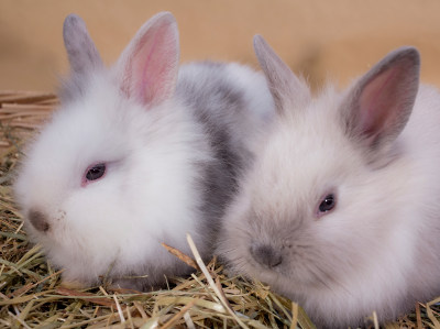 Zwei flauschige Jungkaninchen mit hellem Fell liegen nebeneinander auf einer Schicht aus Heu vor neutralem Hintergrund.